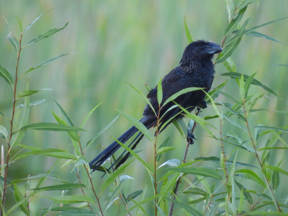 Smooth-billed Ani - ML645478714
