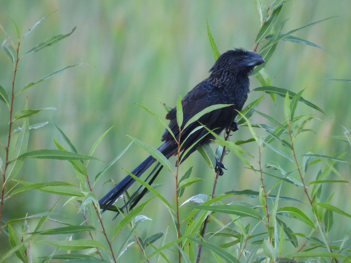 Smooth-billed Ani - ML645478715