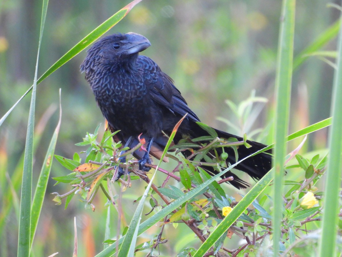 Smooth-billed Ani - ML645478716