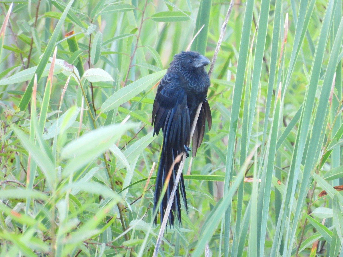 Smooth-billed Ani - ML645478717