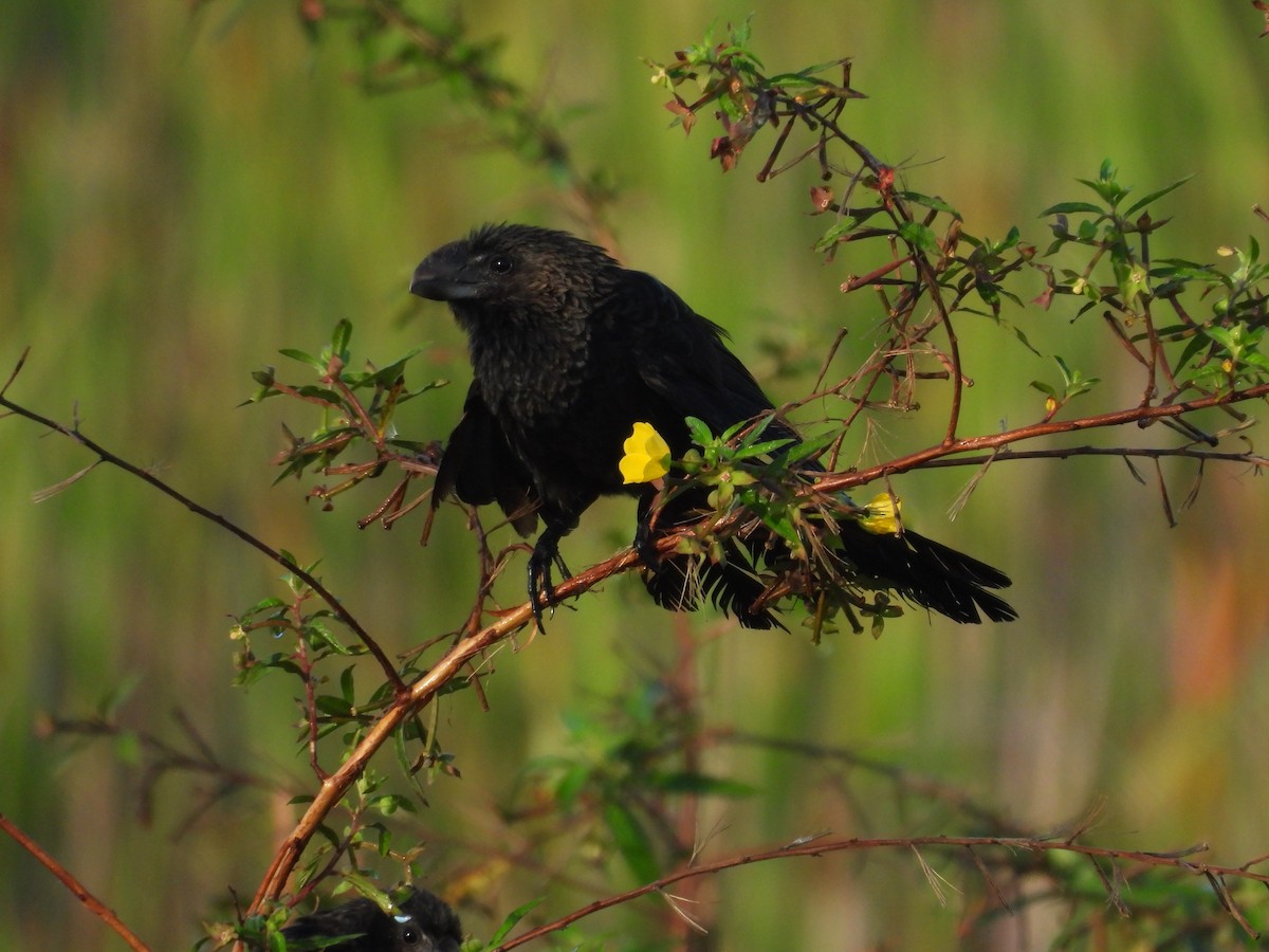 Smooth-billed Ani - ML645478718
