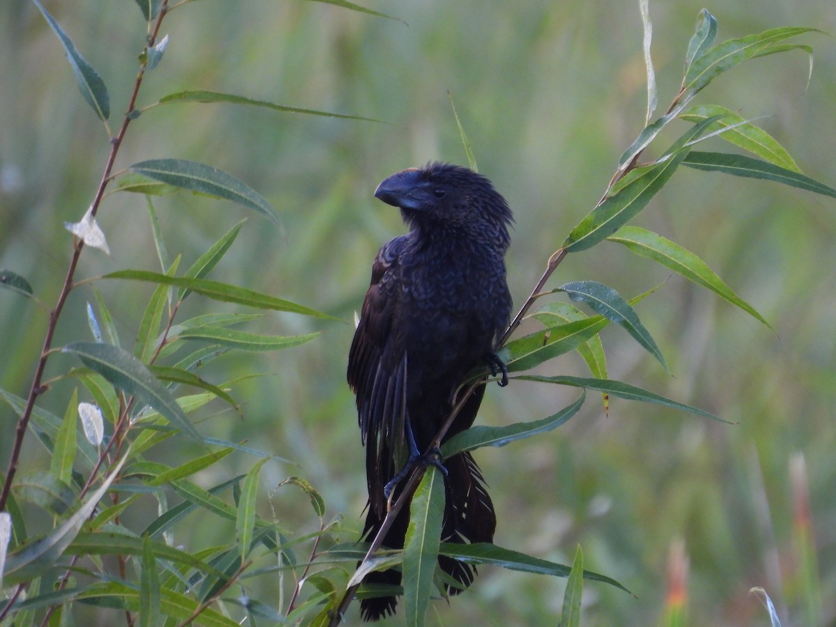 Smooth-billed Ani - ML645478719