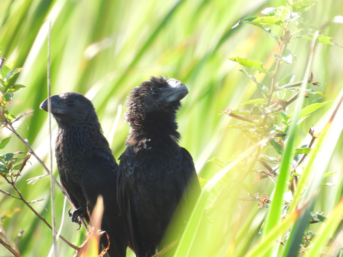 Smooth-billed Ani - ML645478731