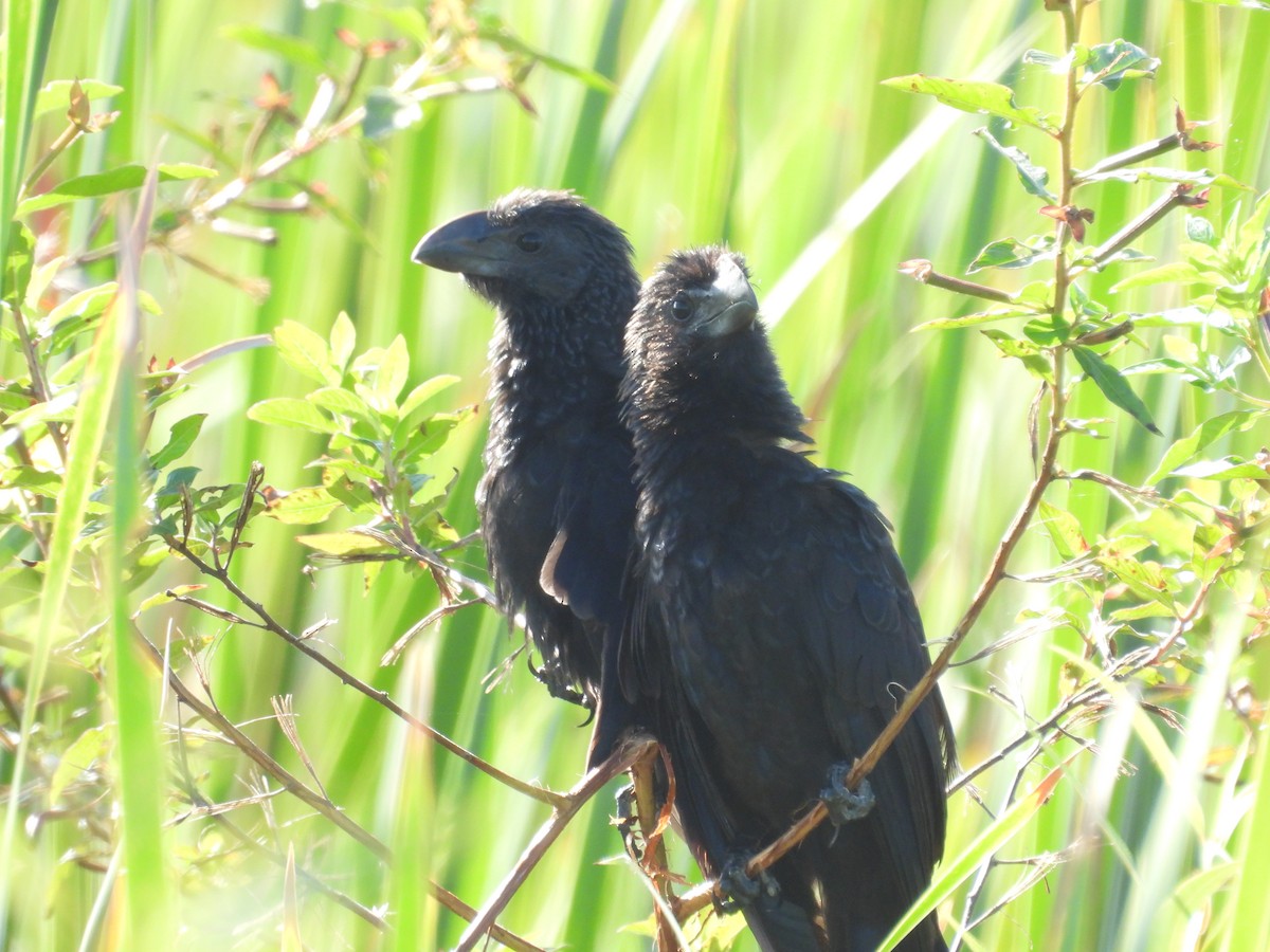 Smooth-billed Ani - ML645478732