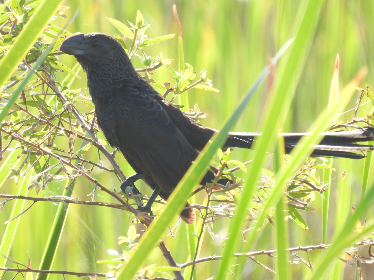 Smooth-billed Ani - ML645478733