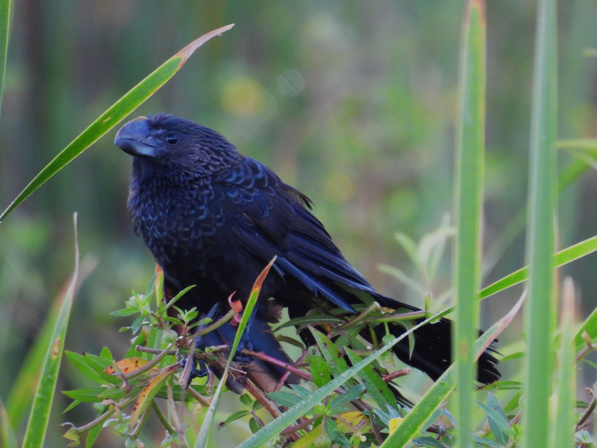 Smooth-billed Ani - ML645478744