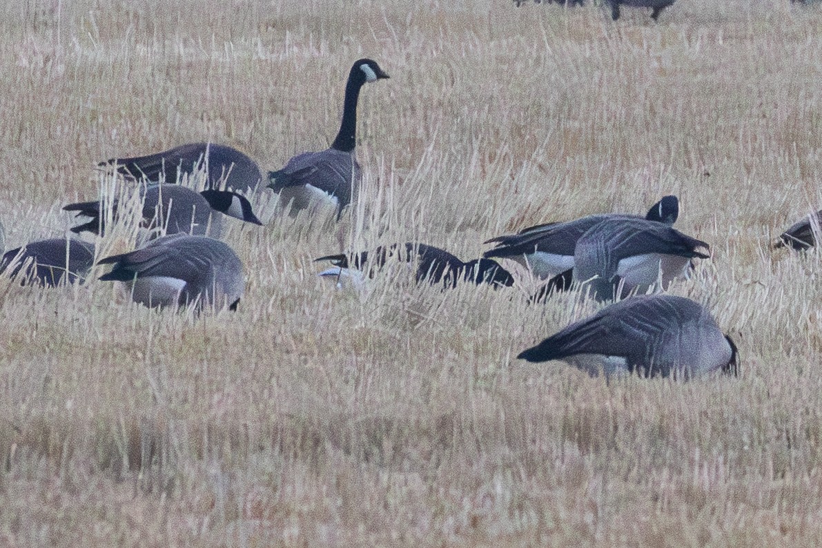 Oca colombaccio - ML645478749