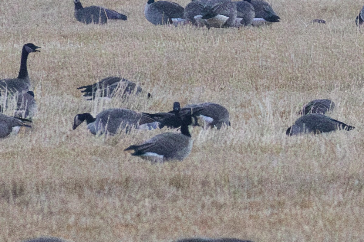 Oca colombaccio - ML645478750