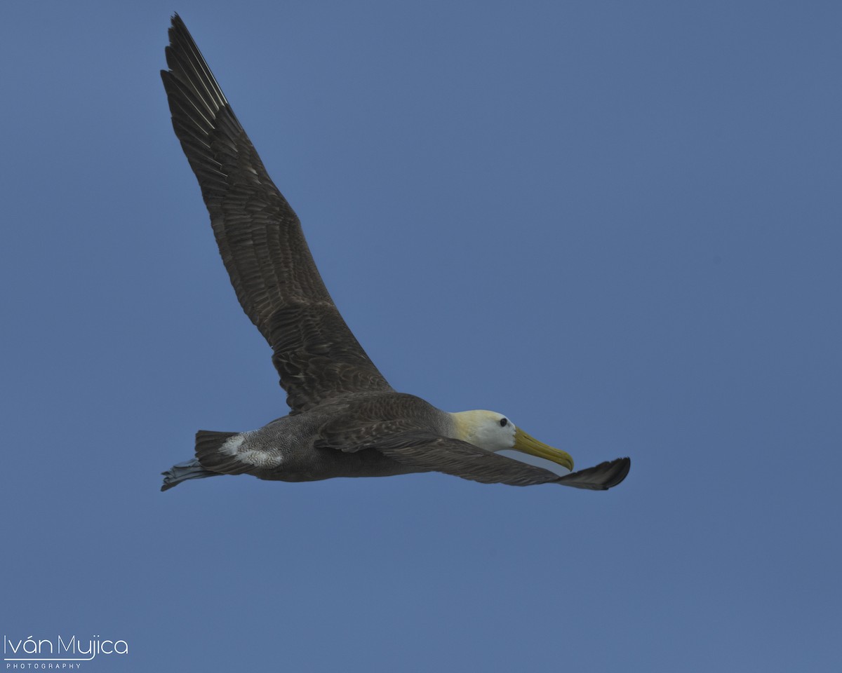 Waved Albatross - ML645478752
