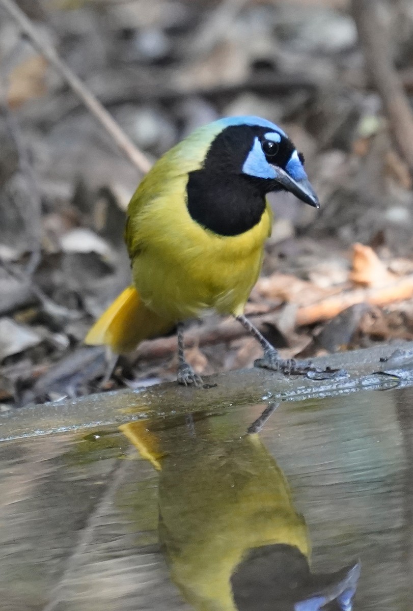 Geai vert - ML645478753