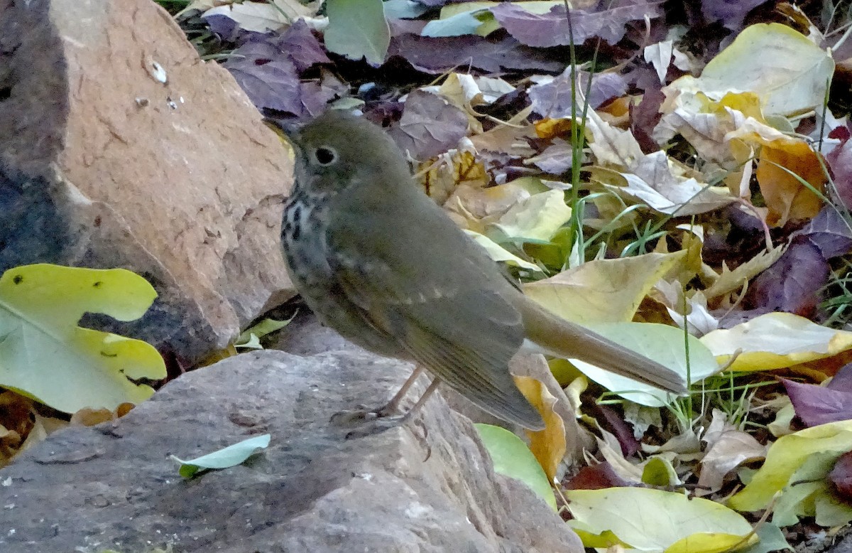 Hermit Thrush - ML645478757