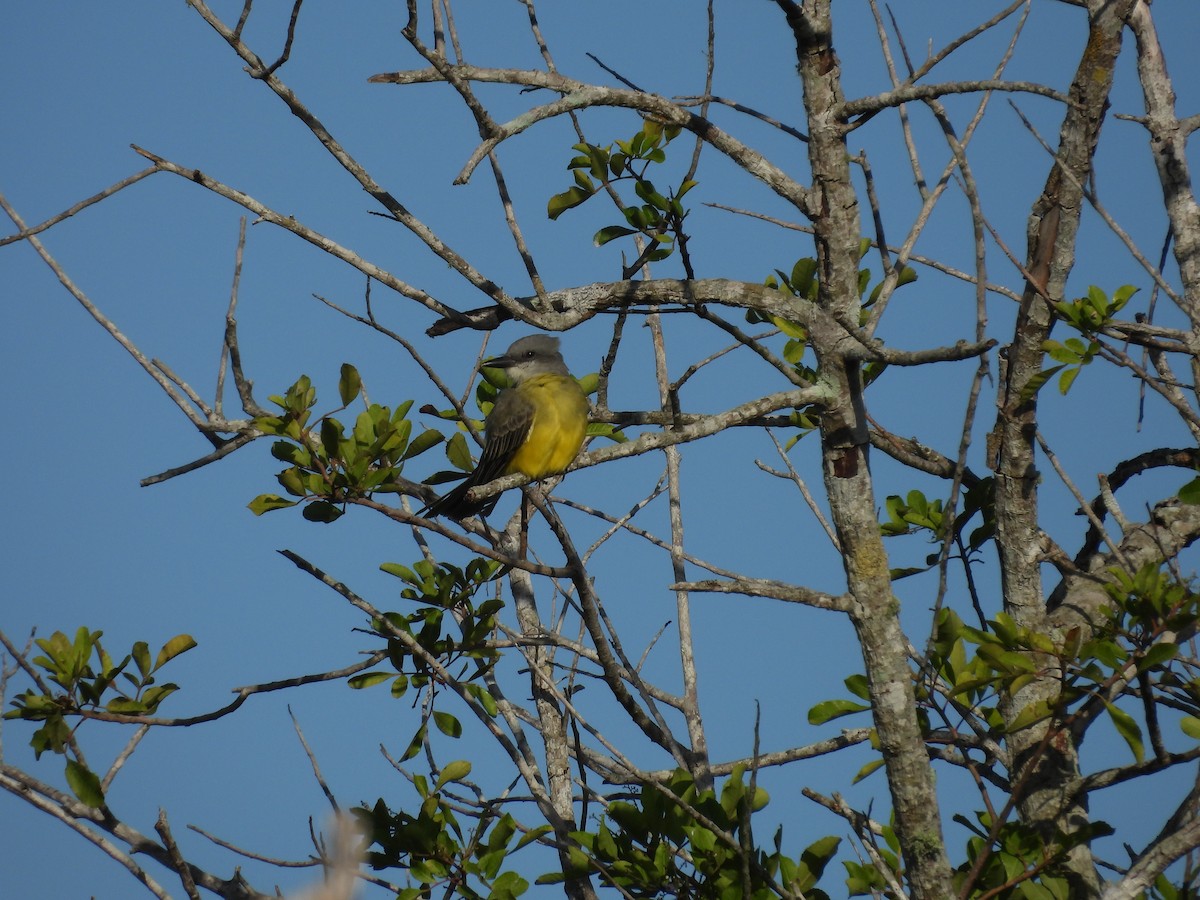Tropical Kingbird - ML645478771