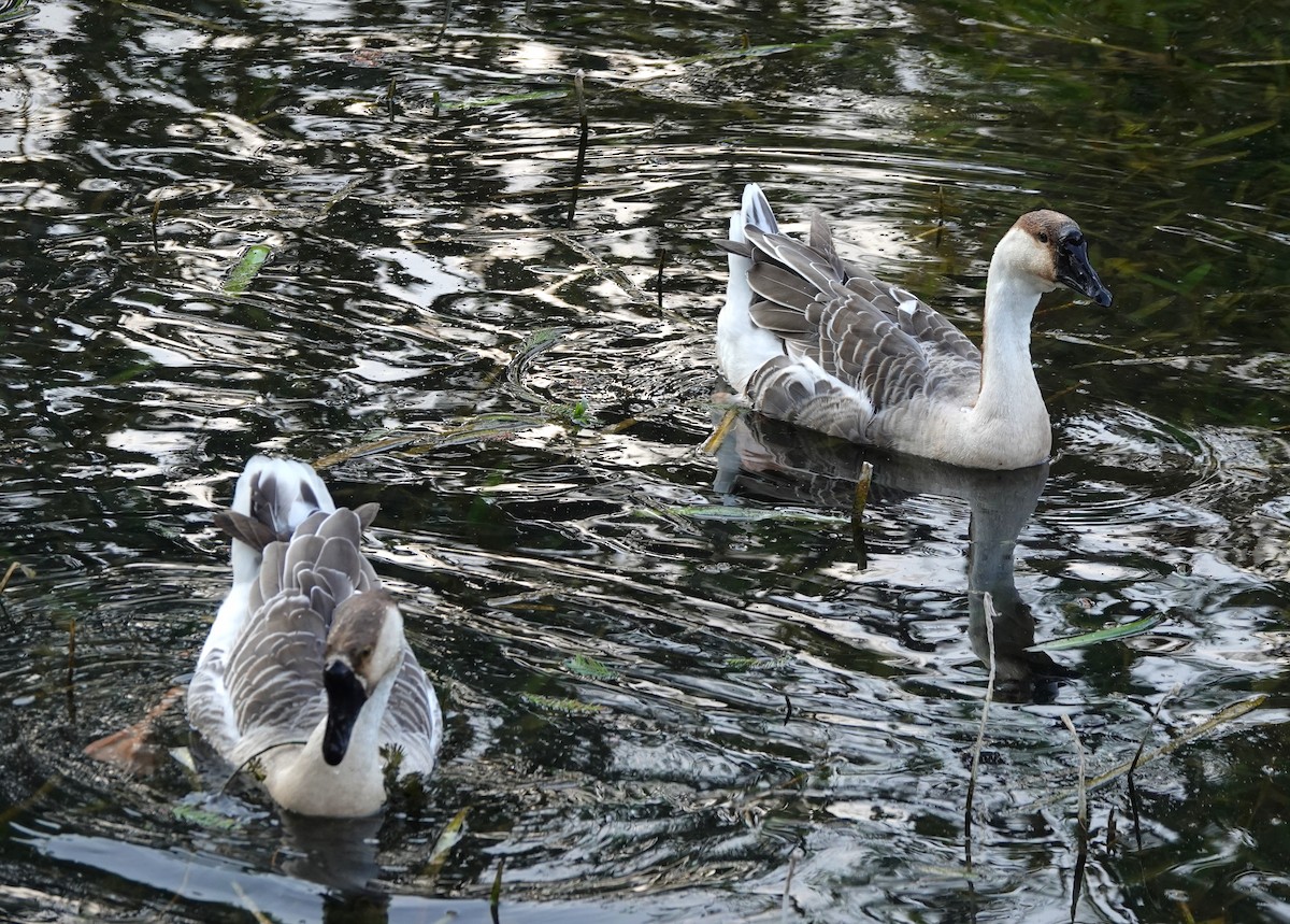 Ánsar Cisnal (variedad doméstica) - ML645478786
