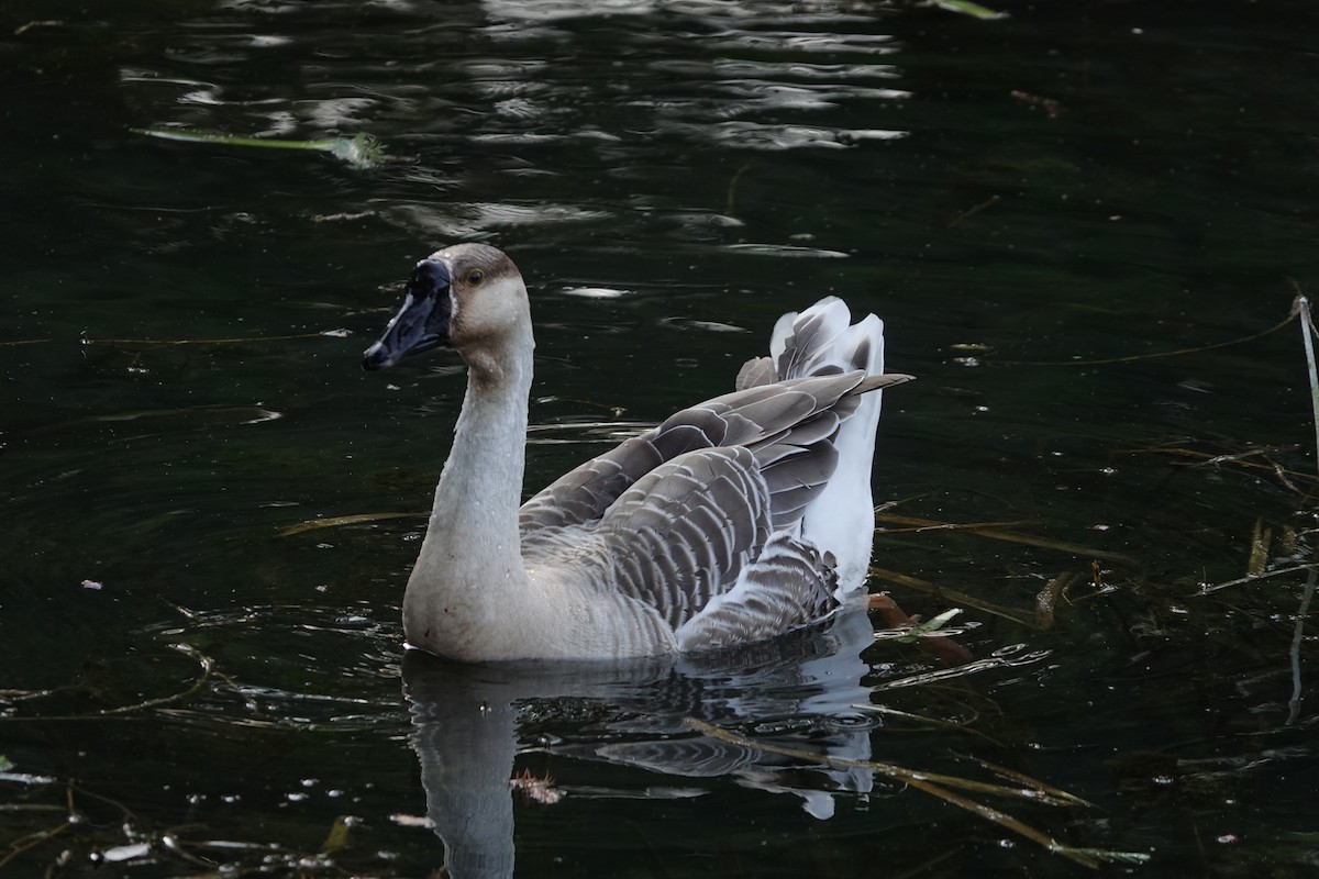 Ánsar Cisnal (variedad doméstica) - ML645478793