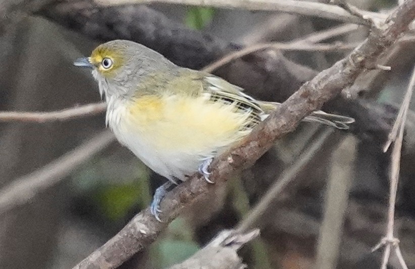 White-eyed Vireo - ML645478796
