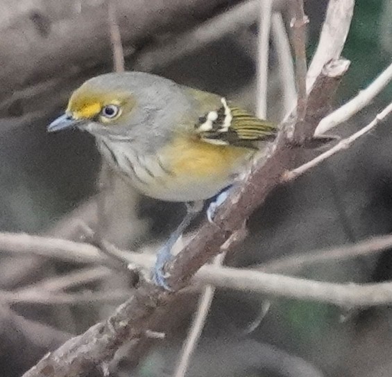 White-eyed Vireo - ML645478797