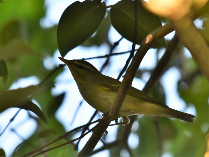 Kamchatka Leaf Warbler - ML645478799