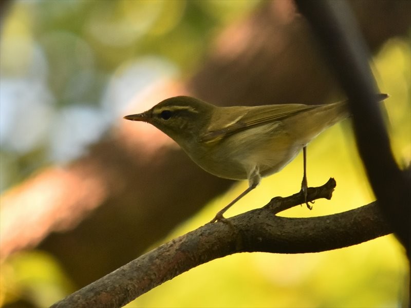Kamchatka Leaf Warbler - ML645478800