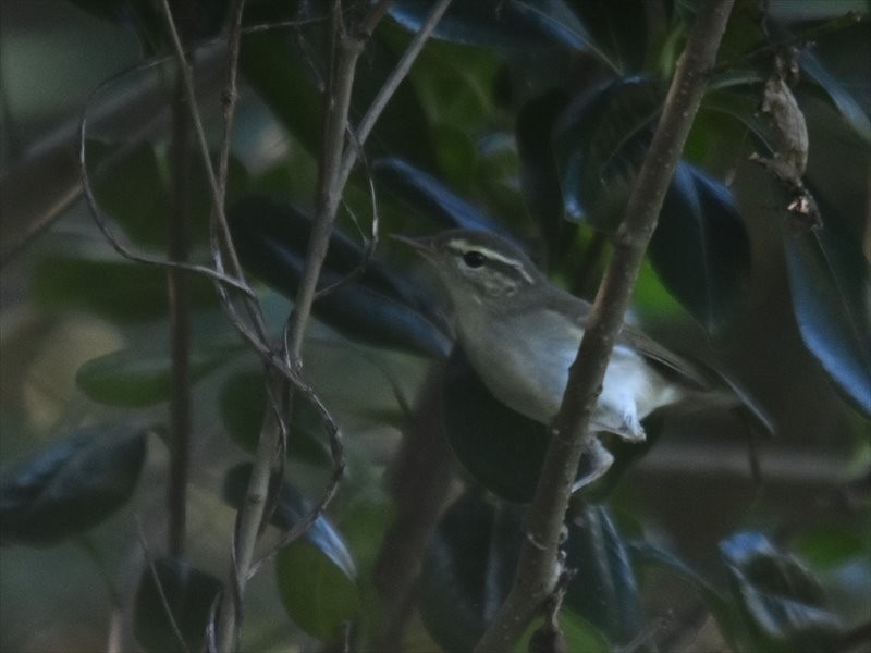 Kamchatka Leaf Warbler - ML645478801