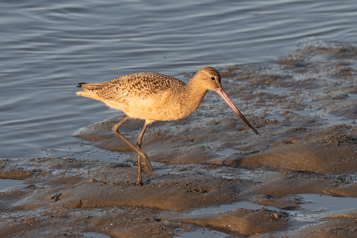 Marbled Godwit - ML645478805
