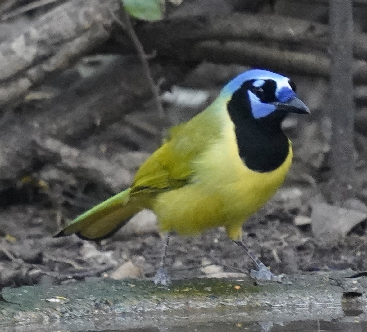 Geai vert - ML645478808