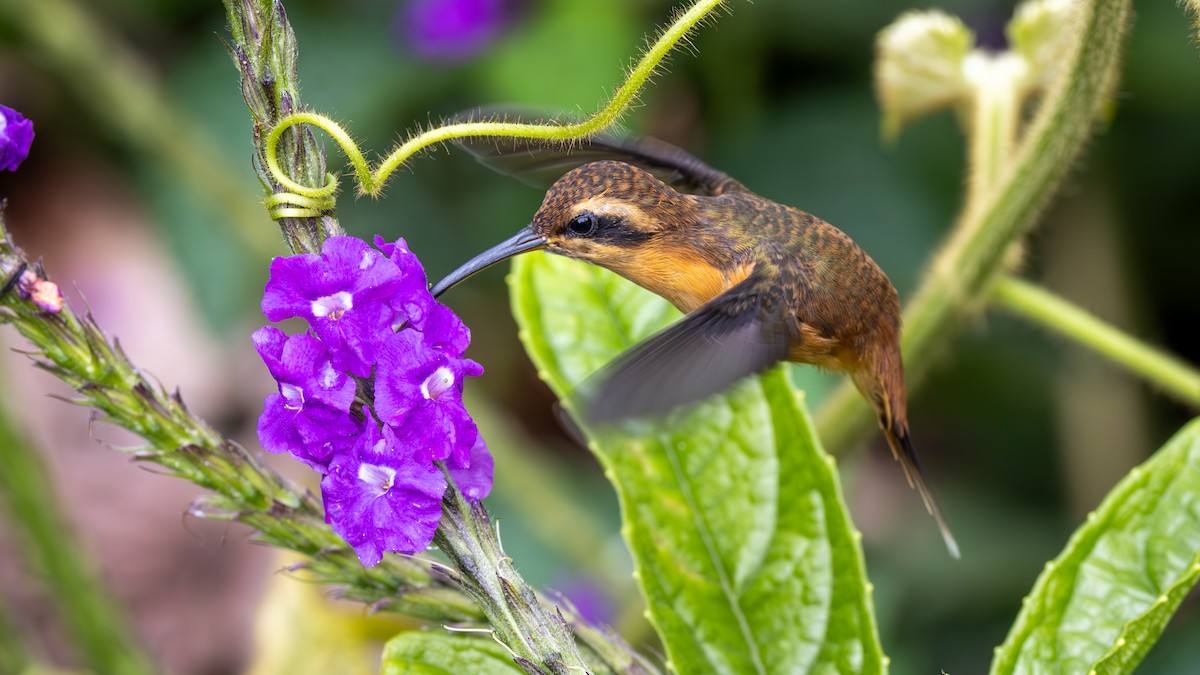 Gray-chinned Hermit - ML645478817