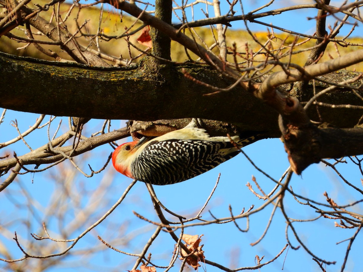 Red-bellied Woodpecker - ML645478825