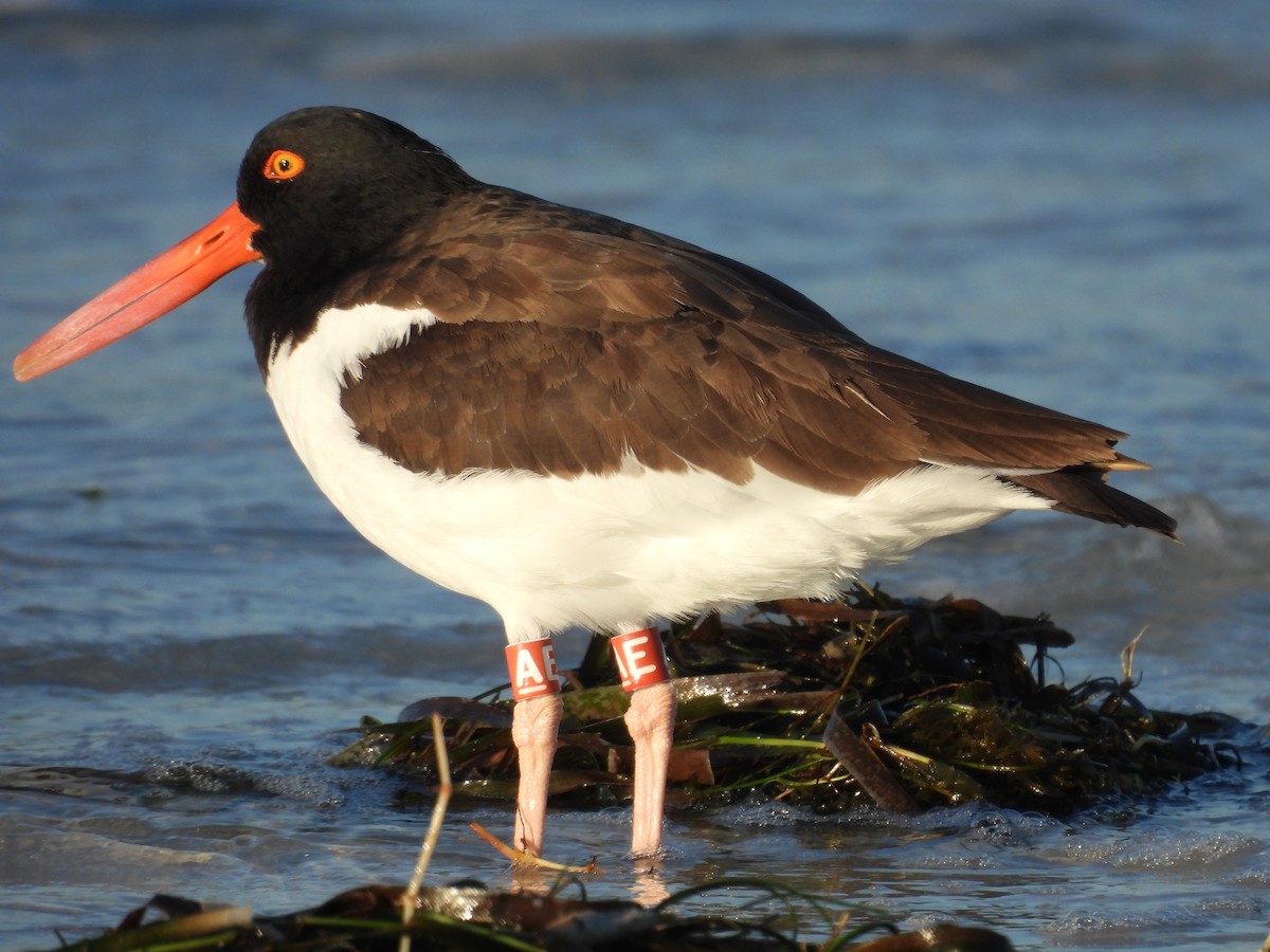 ústřičník americký - ML645478828