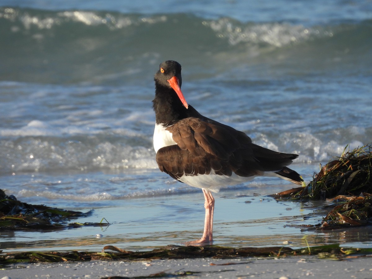 ústřičník americký - ML645478829