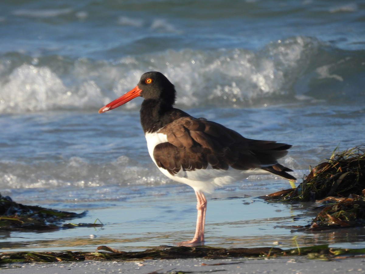 ústřičník americký - ML645478830