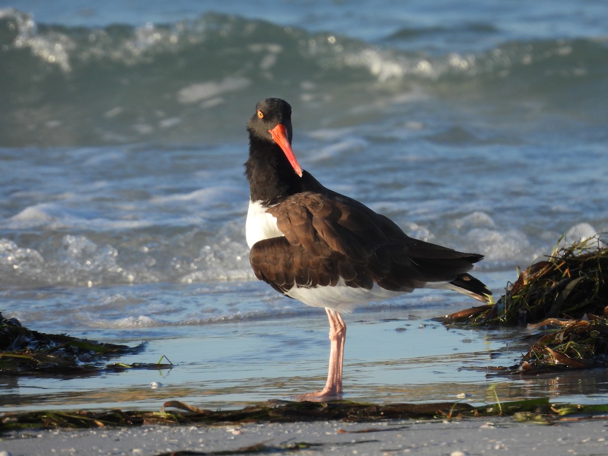 ústřičník americký - ML645478832