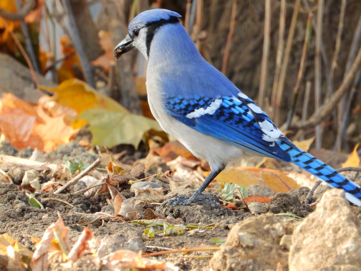 Сизойка блакитна - ML645478834