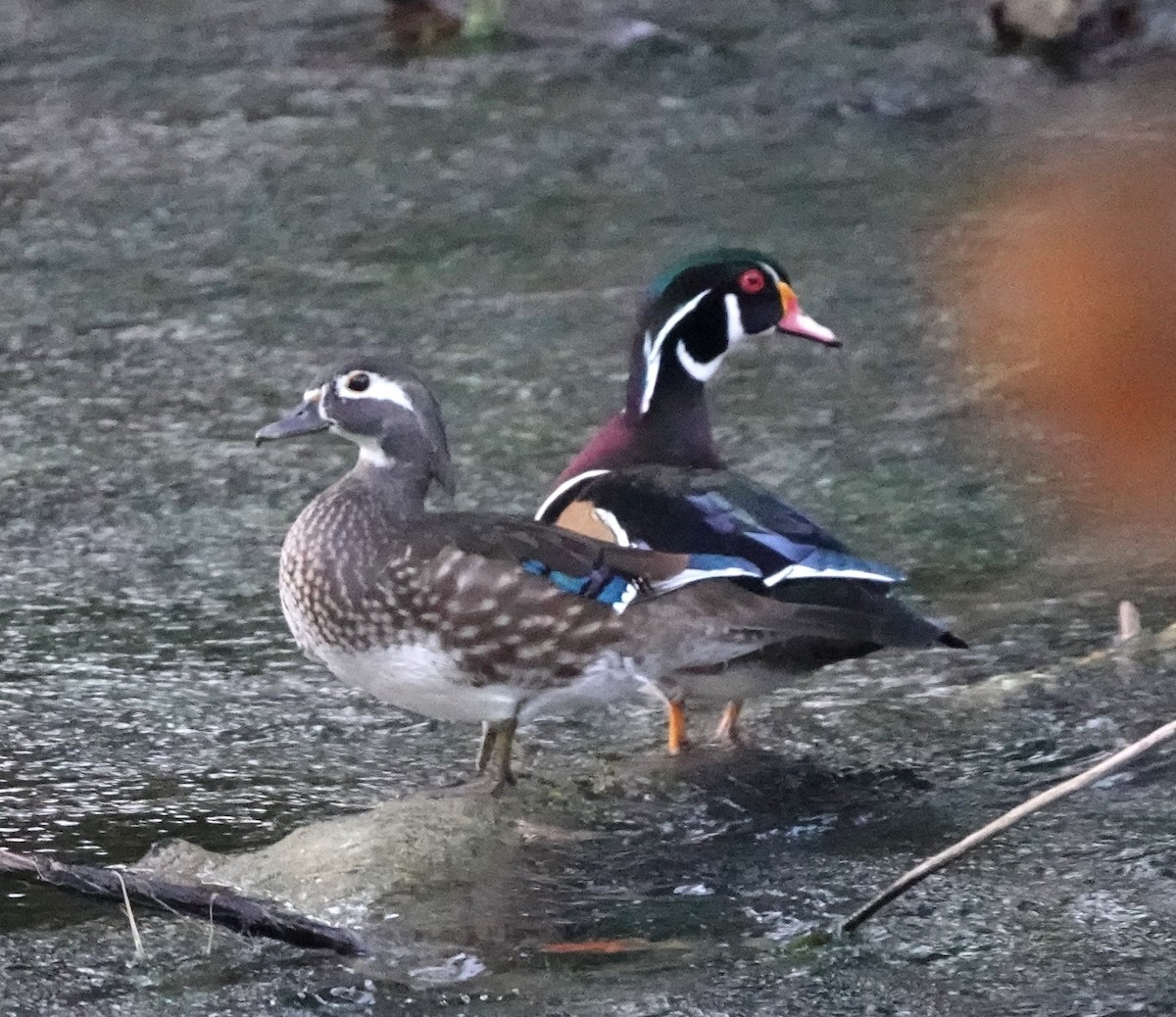 Wood Duck - ML645478838
