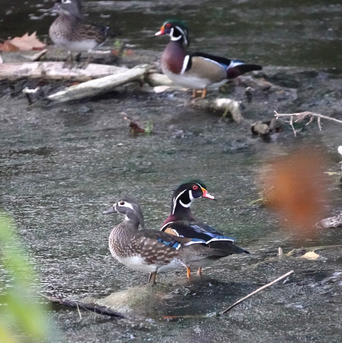 Wood Duck - ML645478839