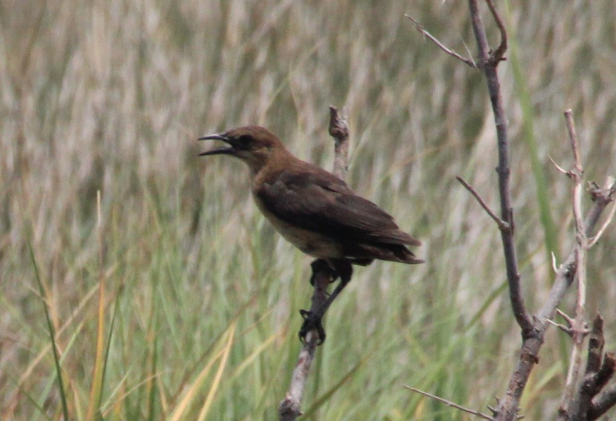 vlhovec člunoocasý - ML645478857