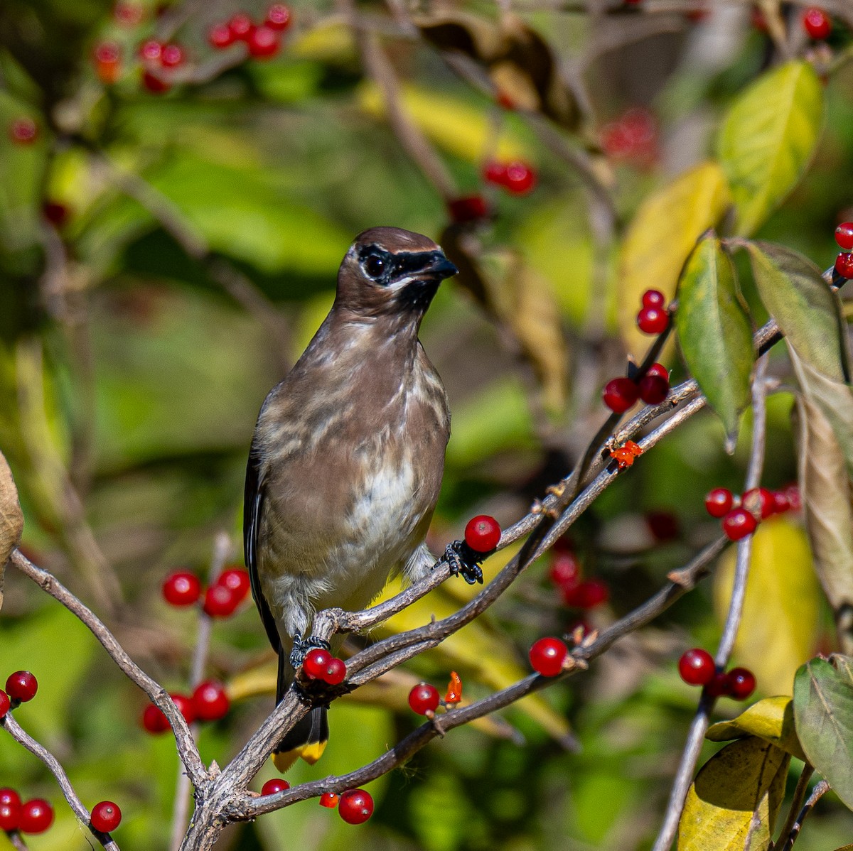 Cedar Waxwing - ML645478863