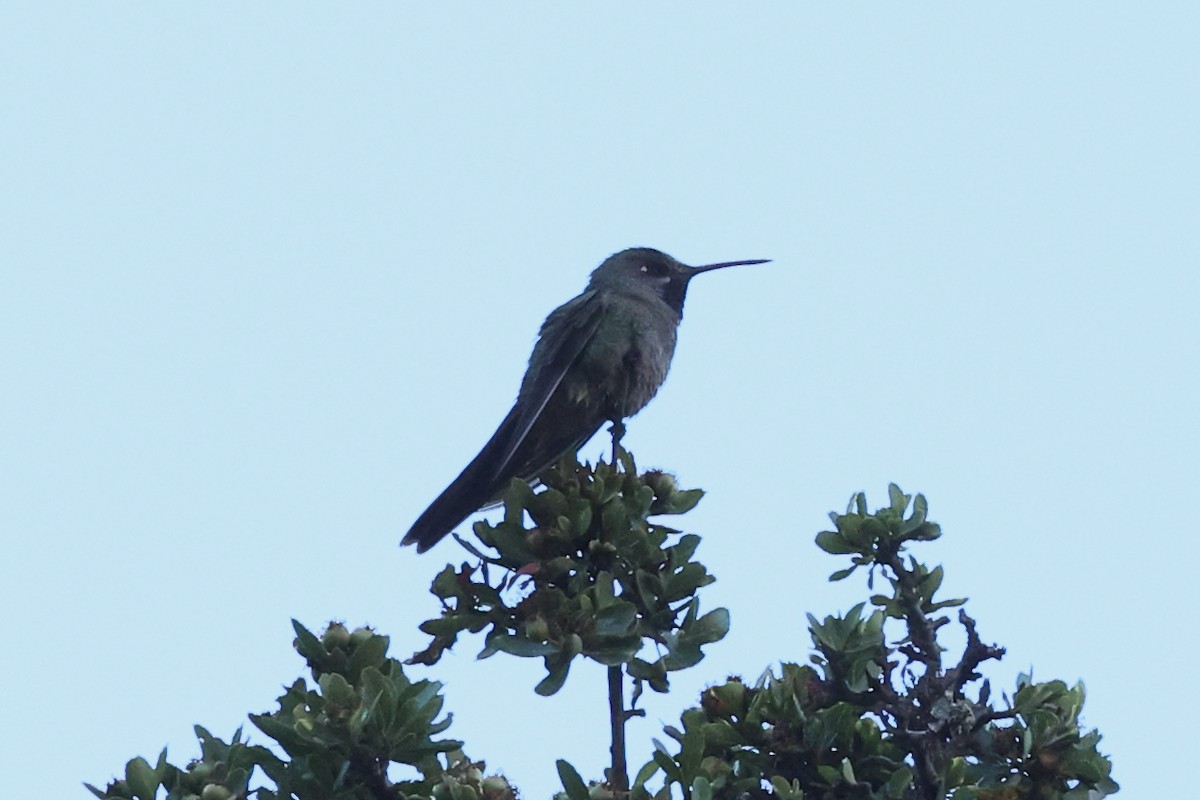 スミレフタオハチドリ - ML645478868