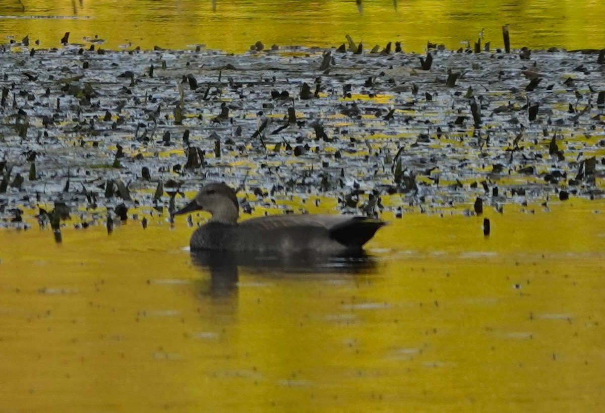 Boz Ördek - ML645478872