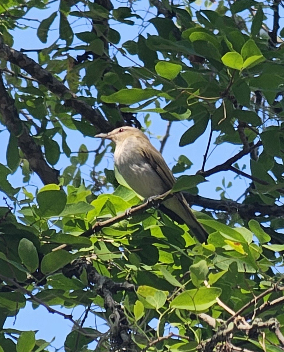 Красноглазый виреон - ML645478876