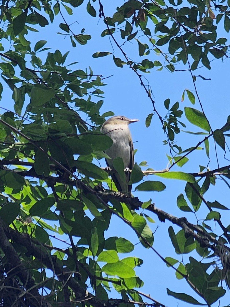 Красноглазый виреон - ML645478877