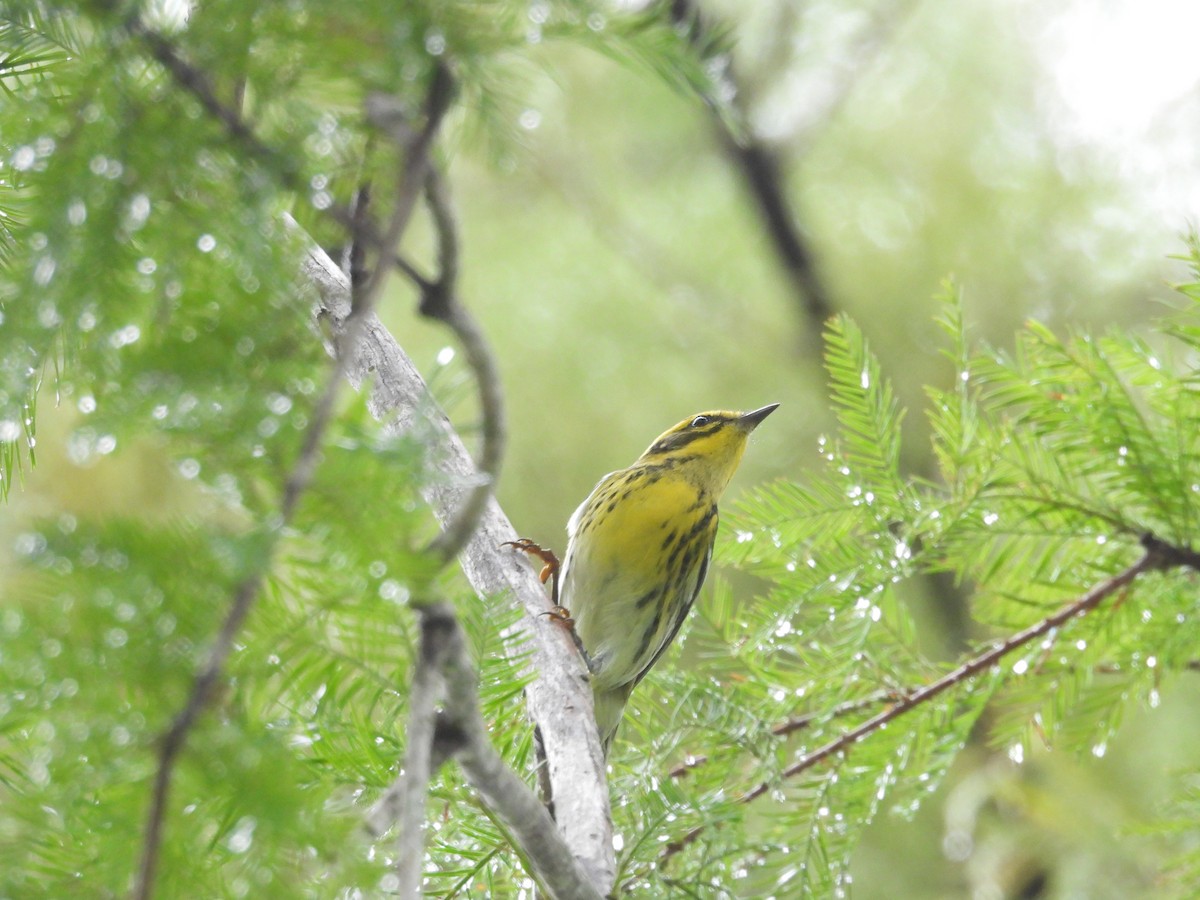 Townsend's Warbler - ML645478878