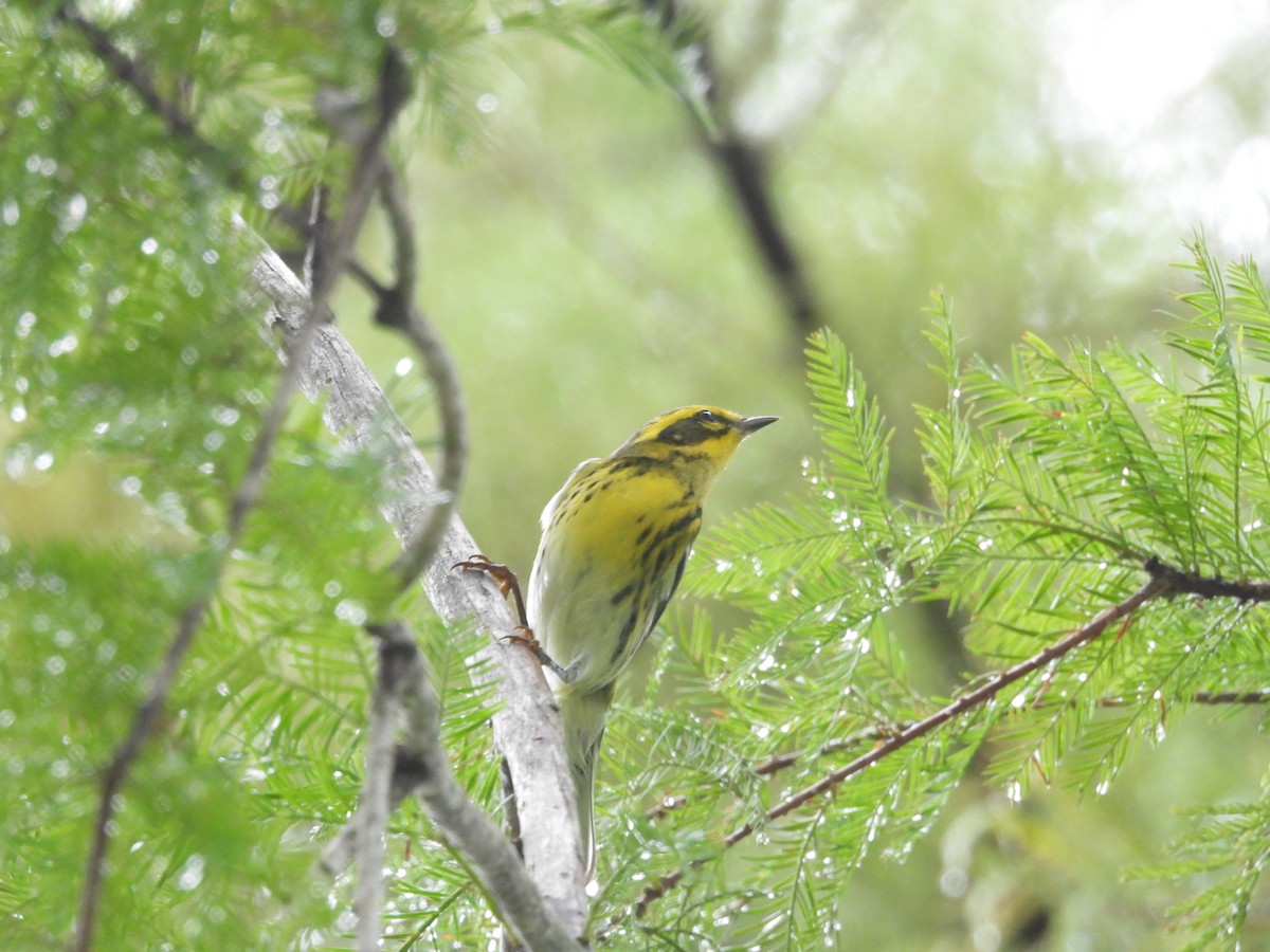 Townsend's Warbler - ML645478879