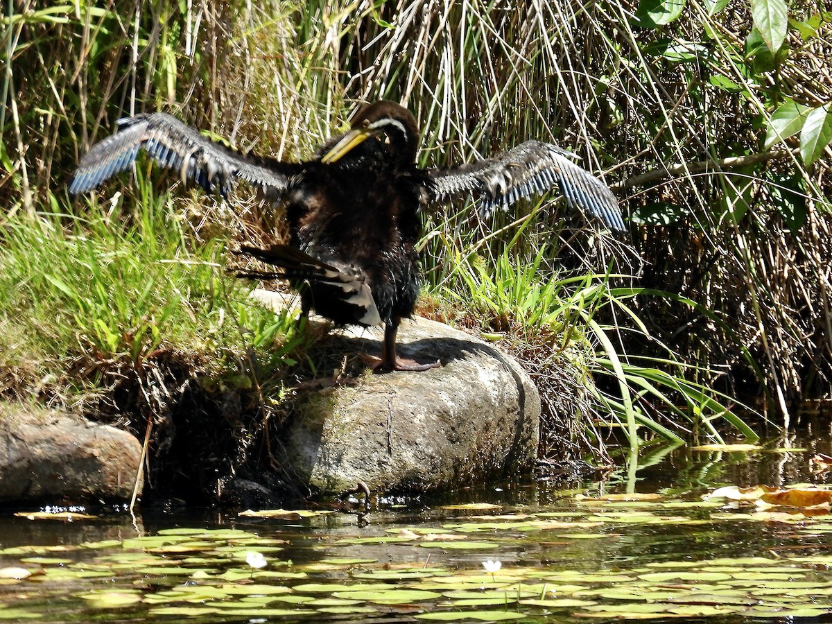 Australasian Darter - ML645478881