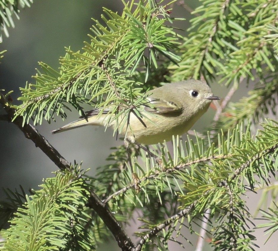 Ruby-crowned Kinglet - ML645478882