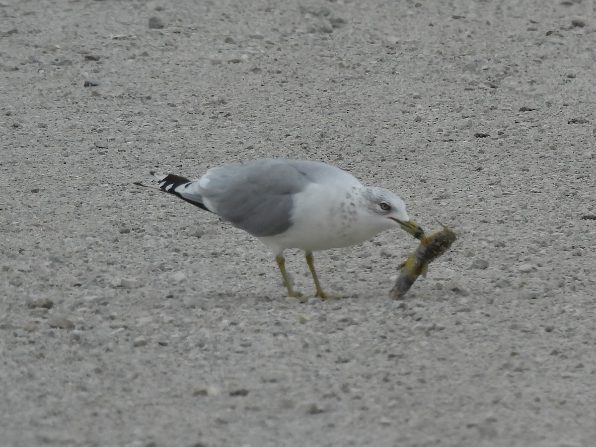 Ring-billed Gull - ML645478883