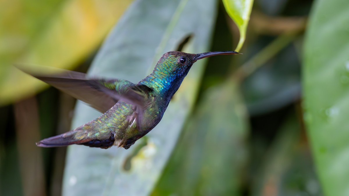 Black-throated Mango - ML645478884