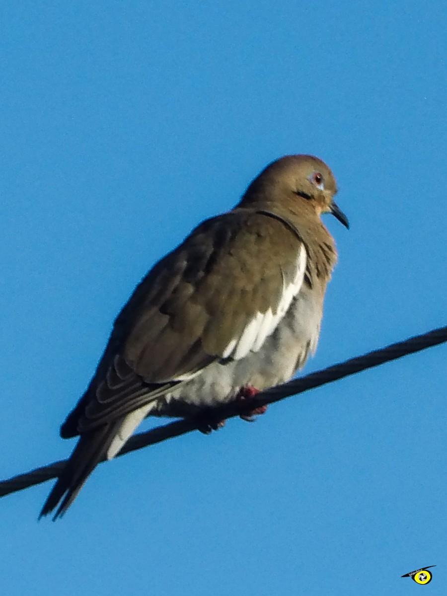 White-winged Dove - ML645478885