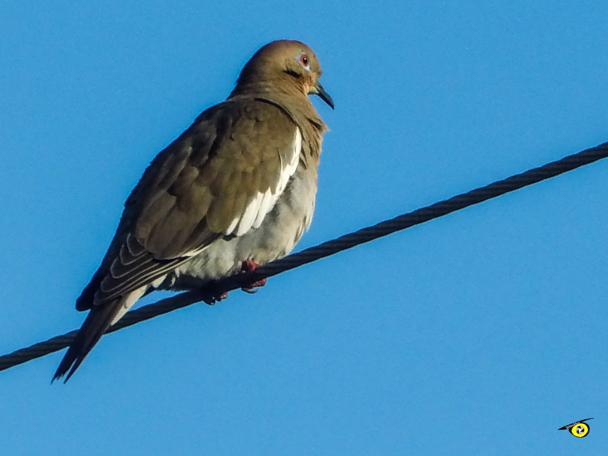 White-winged Dove - ML645478886