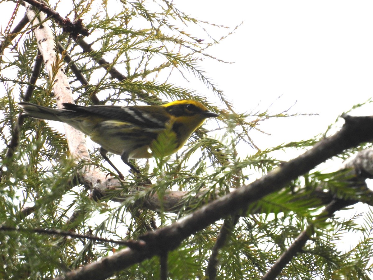 Townsend's Warbler - ML645478889