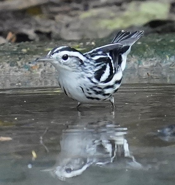 Black-and-white Warbler - ML645478891